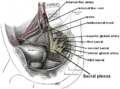 Relations of the sacral plexus