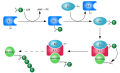 Ubiquitylation