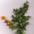 Berberis darwinii shoot