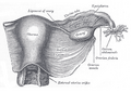 Gray's Anatomy illustration of the female reproductive organs