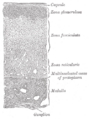 Zona_fasciculata