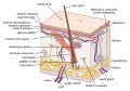 Diagram of human skin structure