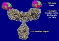 Biological therapy for inflammatory bowel disease