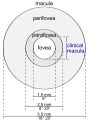 Illustration of the macula lutea