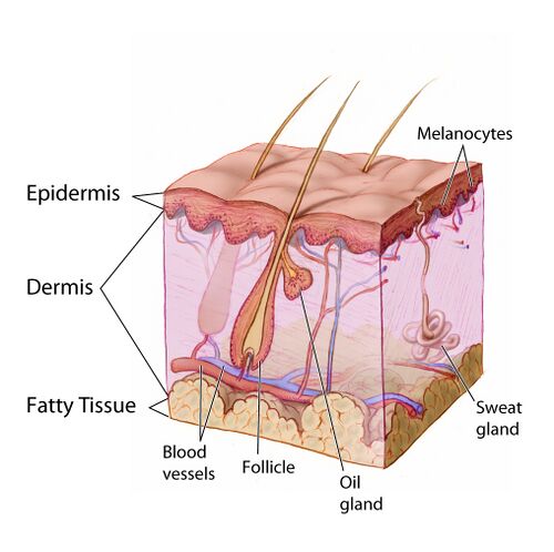 Anatomy The Skin