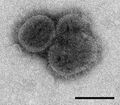 Thogotovirus