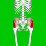 Gluteal muscles