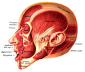 Levator labii superioris