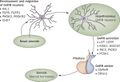 The genetic and molecular basis of idiopathic hypogonadotropic hypogonadism