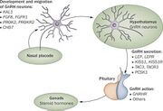 The genetic and molecular basis of idiopathic hypogonadotropic hypogonadism