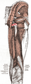 Tuberosity of the ischium