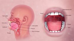3D Medical Animation Oral Cavity