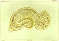 Golgi-stained hippocampus