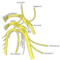 Tympanic nerve illustration from Gray's Anatomy