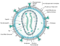 Structure and genome of HIV