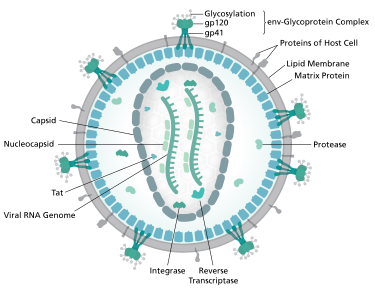 HIV virion structure