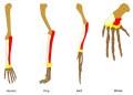 Comparative anatomy of vertebrate limbs