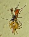 Indian Spider Wasp