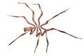 Nymphon signatum 194389384