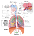 Diagram of the complete human respiratory system