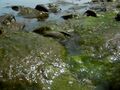 Algae on rocks in Mississauga