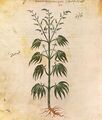 Cannabis sativa illustration
