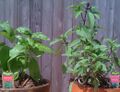 Sweet basil or Thai basil