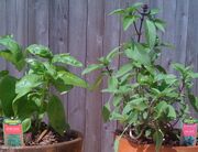 Cropped sweet basil (Thai basil)