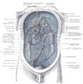 Omental_foramen