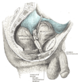 Gray's Anatomy illustration of the male pelvis