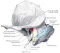 Facial nerve pathways