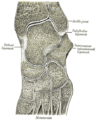 Gray's Anatomy illustration of the foot