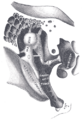 Eardrum