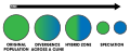 Parapatric speciation schematic