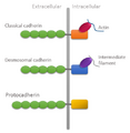 Protocadherins
