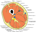 Cross section of the thigh showing muscles and nerves
