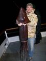 Giant Humboldt squid
