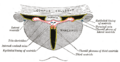 Sagittal section of the brain showing the third ventricle