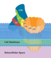 Membrane Attack Complex (Terminal Complement Complex C5b-9)