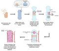 Endochondral ossification