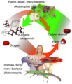 Auto-and heterotrophs