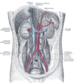 Gray's Anatomy illustration of the arteries of the stomach