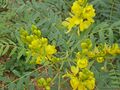 Phytochemistry
