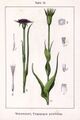 Illustration of Tragopogon porrifolius