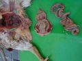 Infectious bursal disease