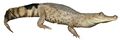 Caiman crocodilus llanos