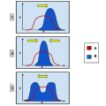 Stabilizing_selection