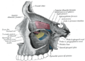 Palatine bone