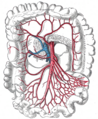 The celiac artery and its branches.