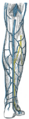 Popliteal fossa